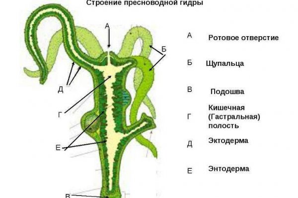 Блэк спрут где взять ссылку