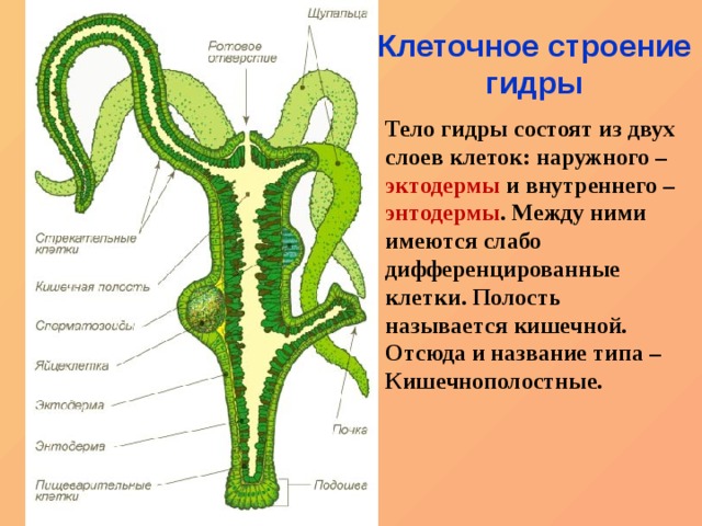 Как восстановить личный кабинет blacksprut